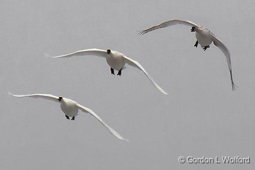 Swans In Flight_21981.jpg - Trumpeter Swans (Cygnus buccinator) photographed along the Rideau Canal Waterway at the Swale in Smiths Falls, Ontario, Canada.